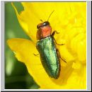 Anthaxia nitidula - Eckschild-Prachtkaefer 01.jpg